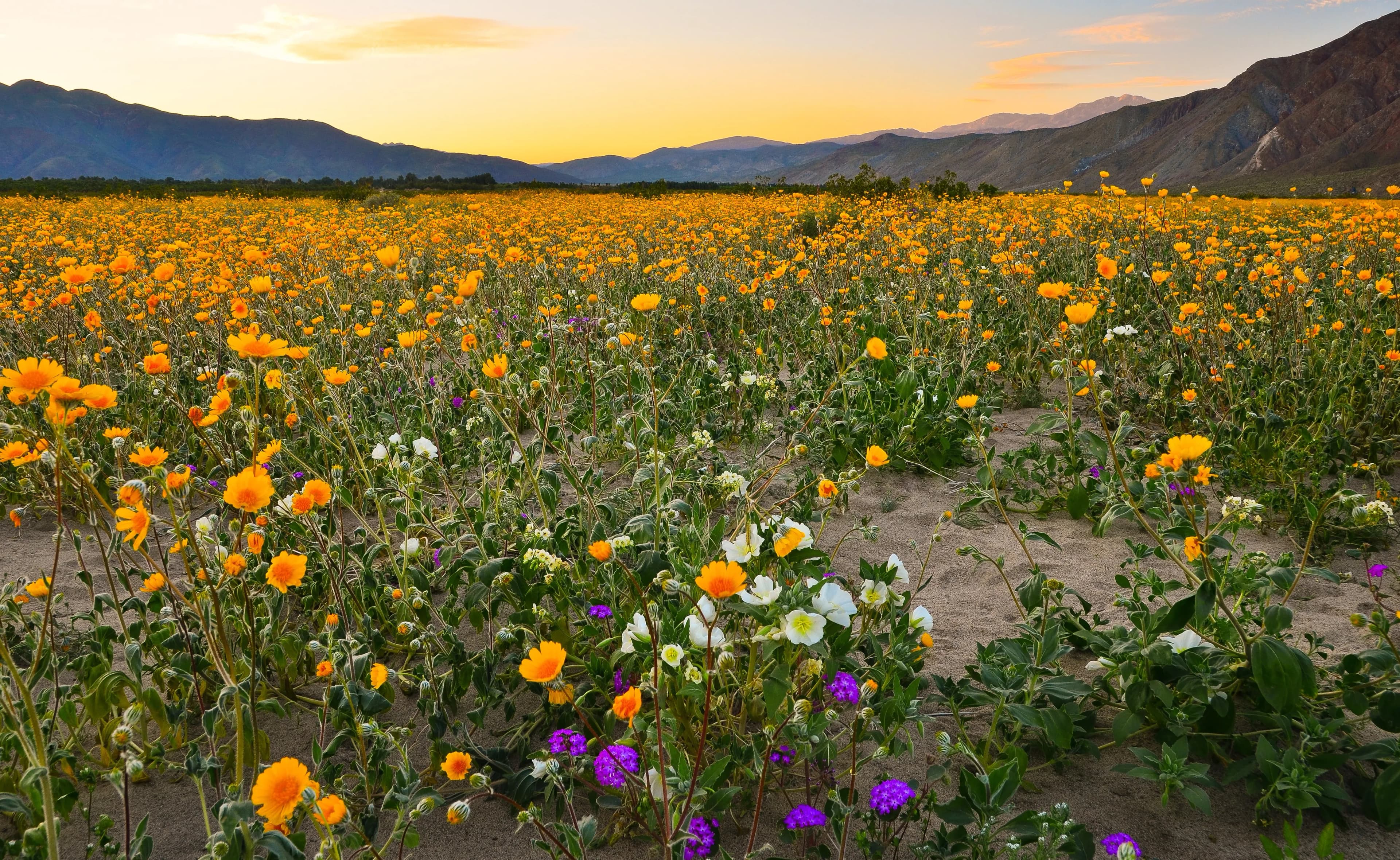 Dense desert wildflower superbloom at sunset — orange desert sunflowers, white evening primrose, and purple sand verbena cover sandy flats with mountains behind