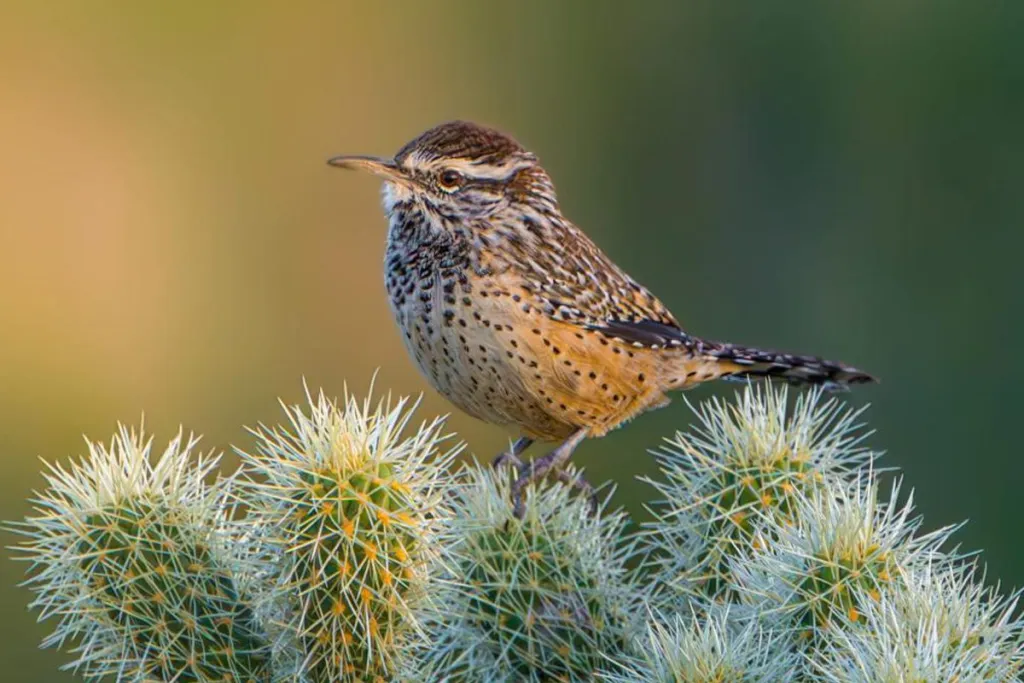 A cactus wren perches on spiny cholla cactus, its spotted brown and rust plumage sharp against a soft blurred background